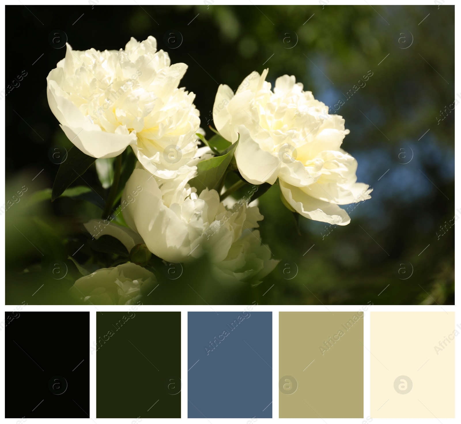 Image of Blooming white peony flowers and color palette. Collage