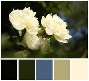 Image of Blooming white peony flowers and color palette. Collage