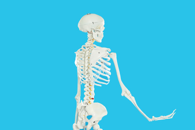 Photo of Artificial human skeleton model on blue background