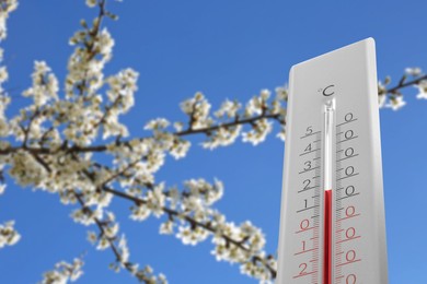 Thermometer and blossoming cherry tree under blue sky, low angle view. Temperature in spring