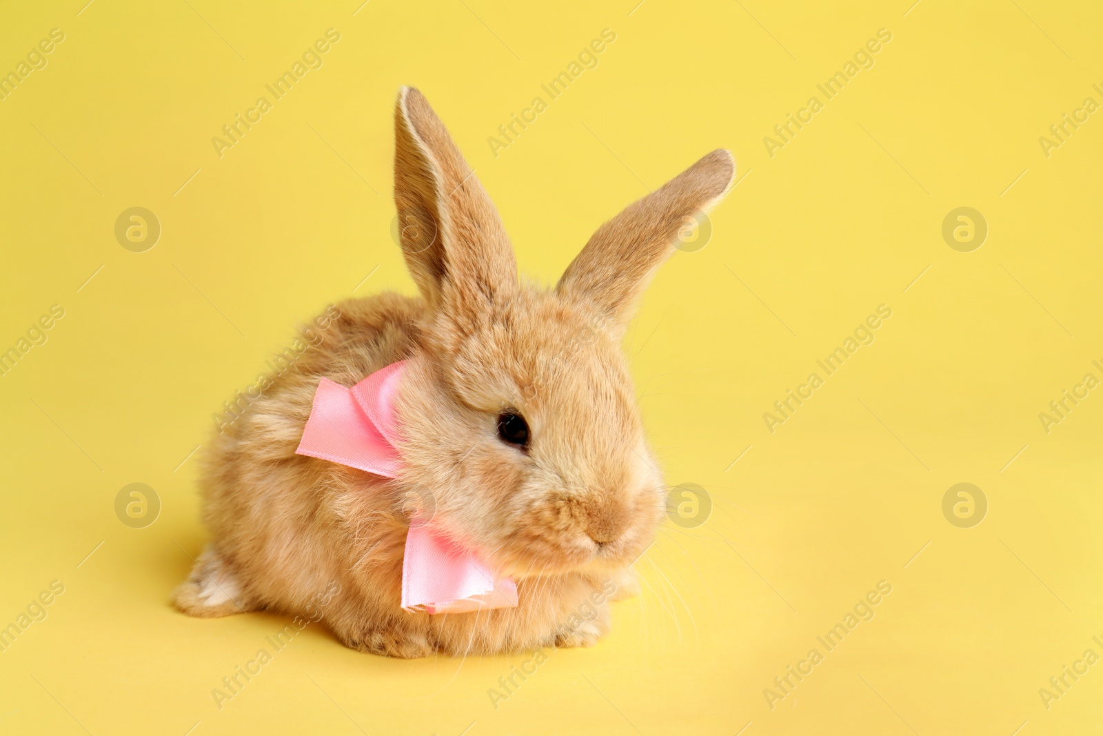 Photo of Adorable furry Easter bunny with cute bow tie on color background, space for text