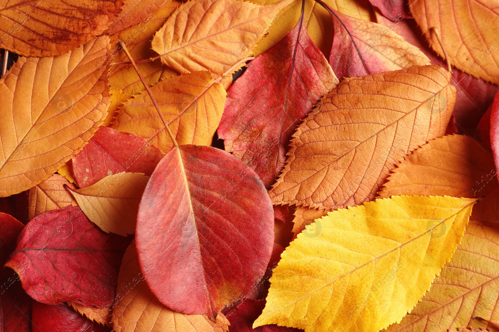 Photo of Many autumn leaves as background, top view