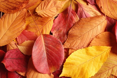 Photo of Many autumn leaves as background, top view