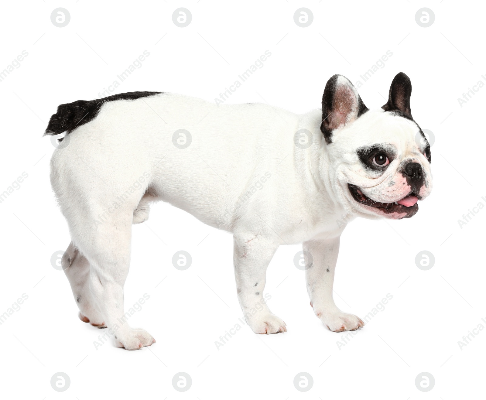 Photo of French bulldog playing with toy on white background