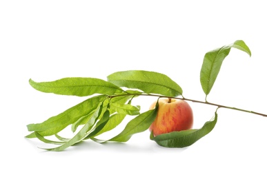 Photo of Branch with fresh sweet peach on white background