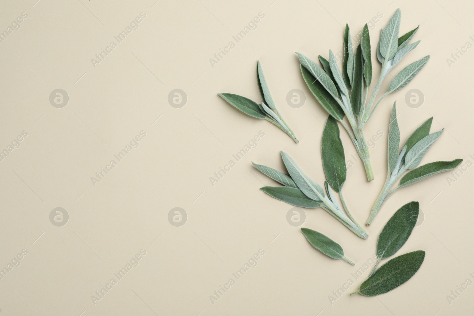 Photo of Fresh green sage leaves on light background, flat lay. Space for text