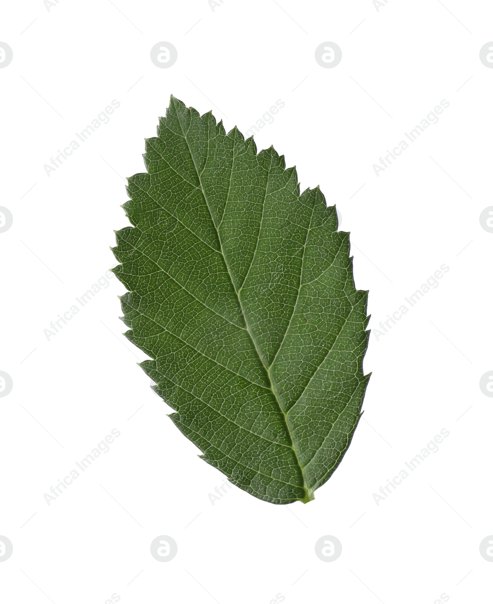 Photo of Fresh green blackberry leaf isolated on white