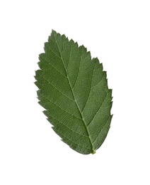 Fresh green blackberry leaf isolated on white