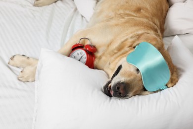 Photo of Cute Labrador Retriever with sleep mask and alarm clock resting on bed