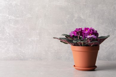 Beautiful potted violet flowers on light grey table, space for text. Delicate house plant