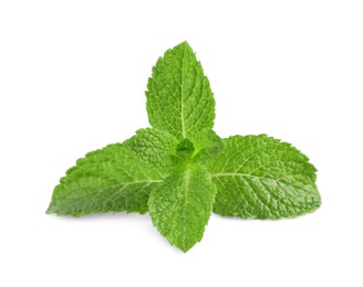 Fresh mint plant with green leaves isolated on white