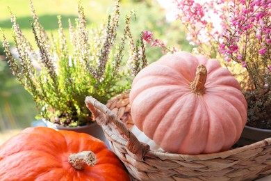 Wicker basket with beautiful heather flowers and pumpkins outdoors on sunny day, closeup