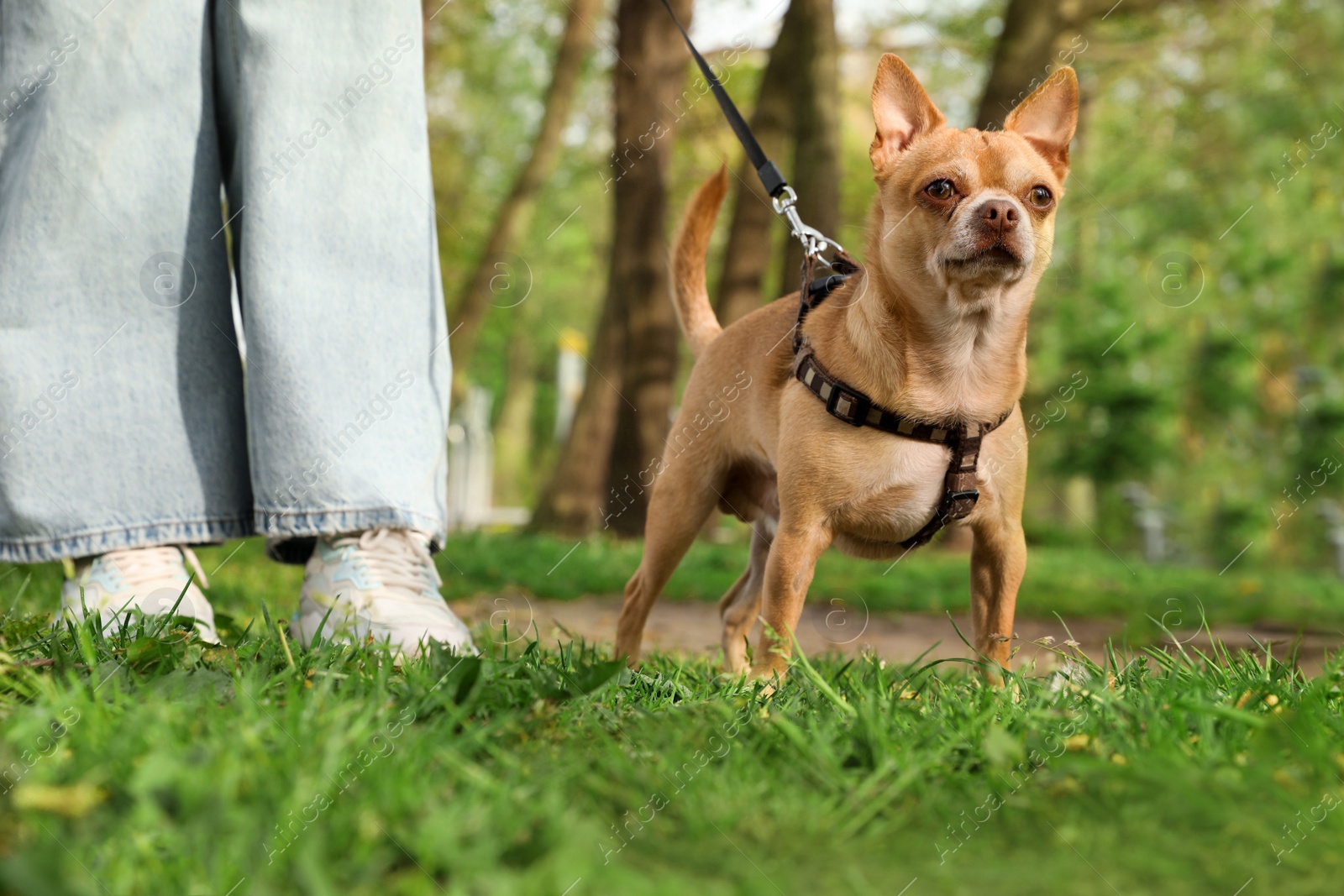 Photo of Woman walking with her chihuahua dog on green grass in park, closeup