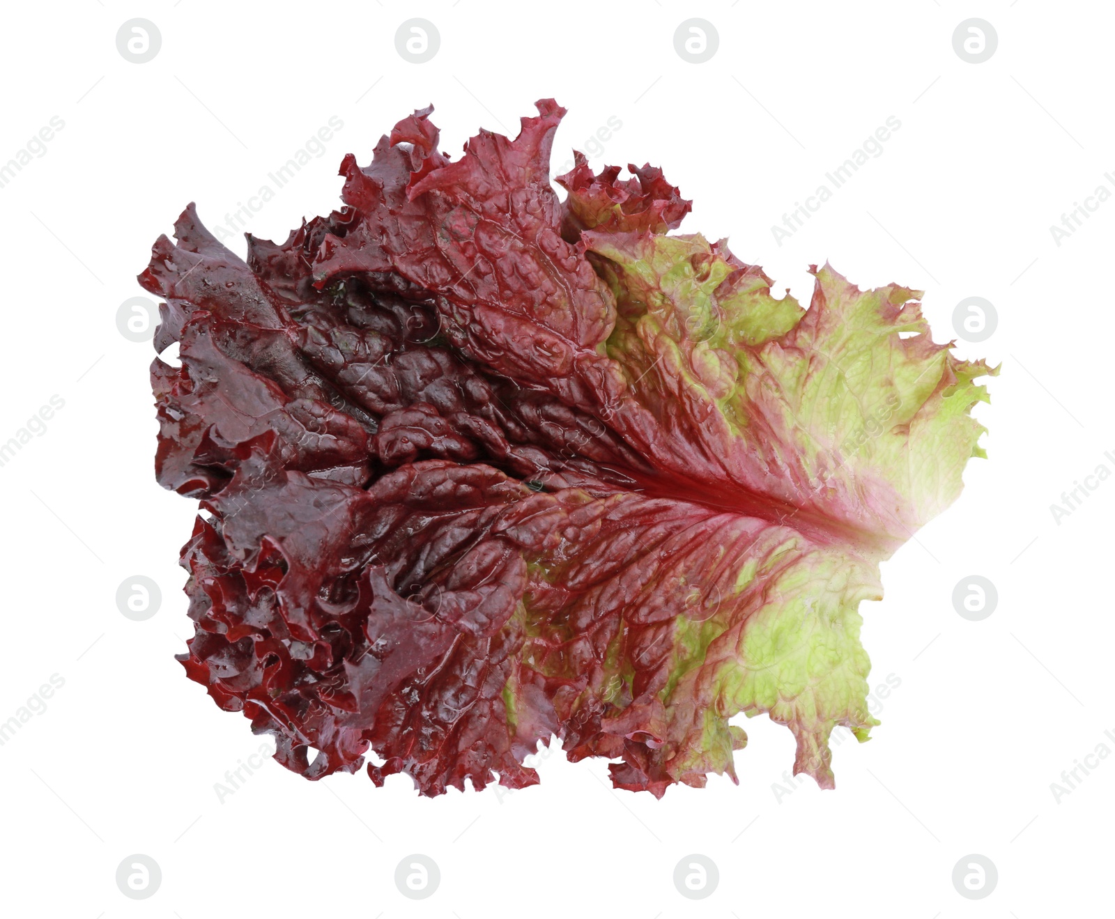 Photo of Leaf of fresh red coral lettuce isolated on white