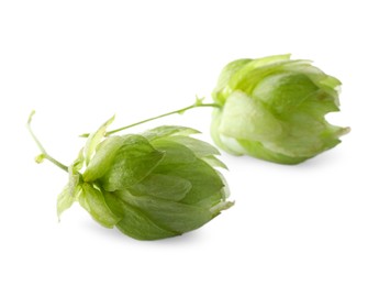 Photo of Fresh green hop flowers on white background