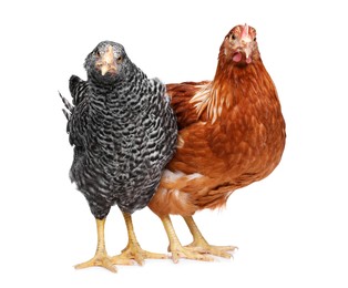 Photo of Two different beautiful chickens on white background. Domestic animals