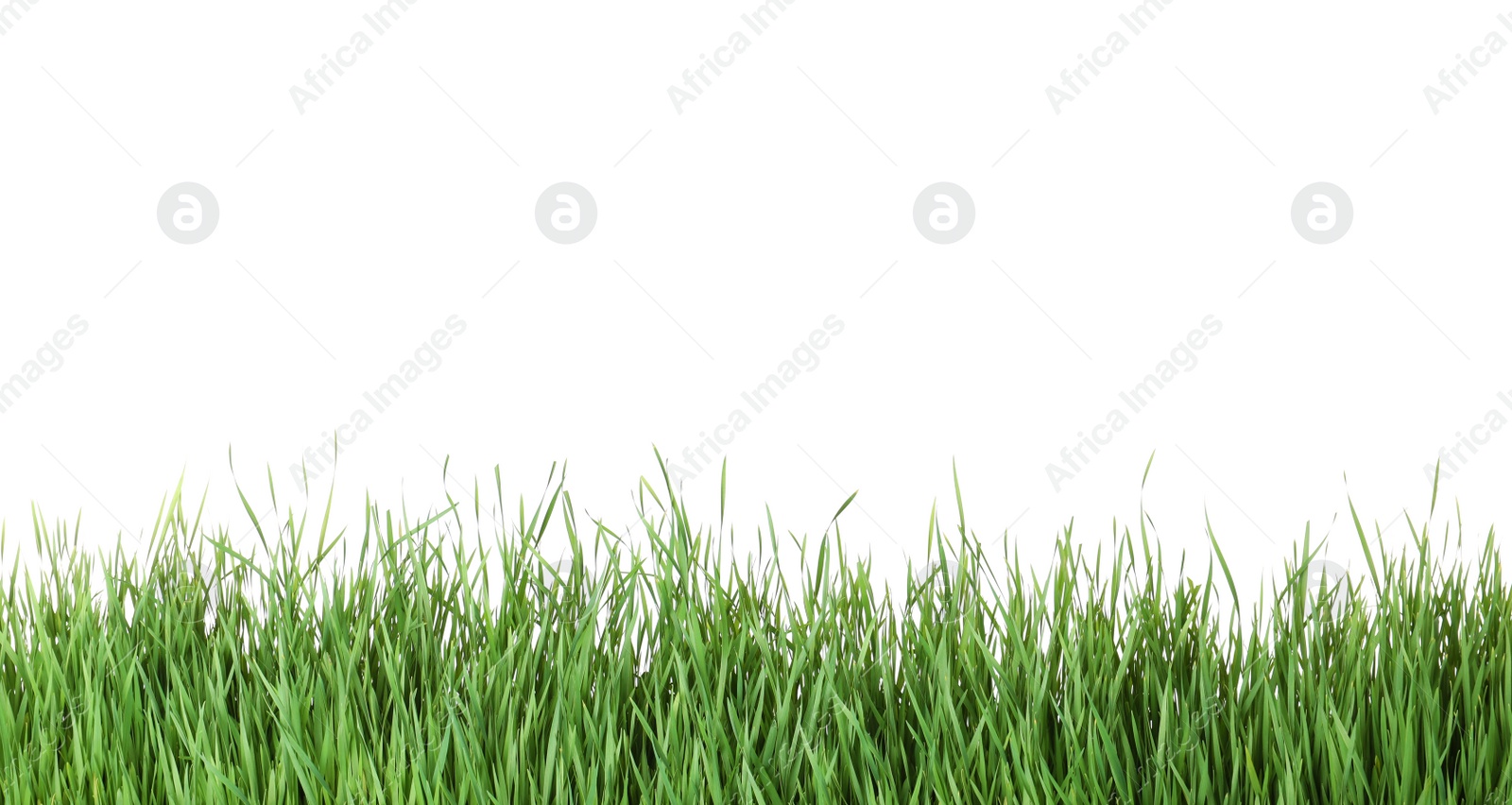 Photo of Beautiful vibrant green grass on white background