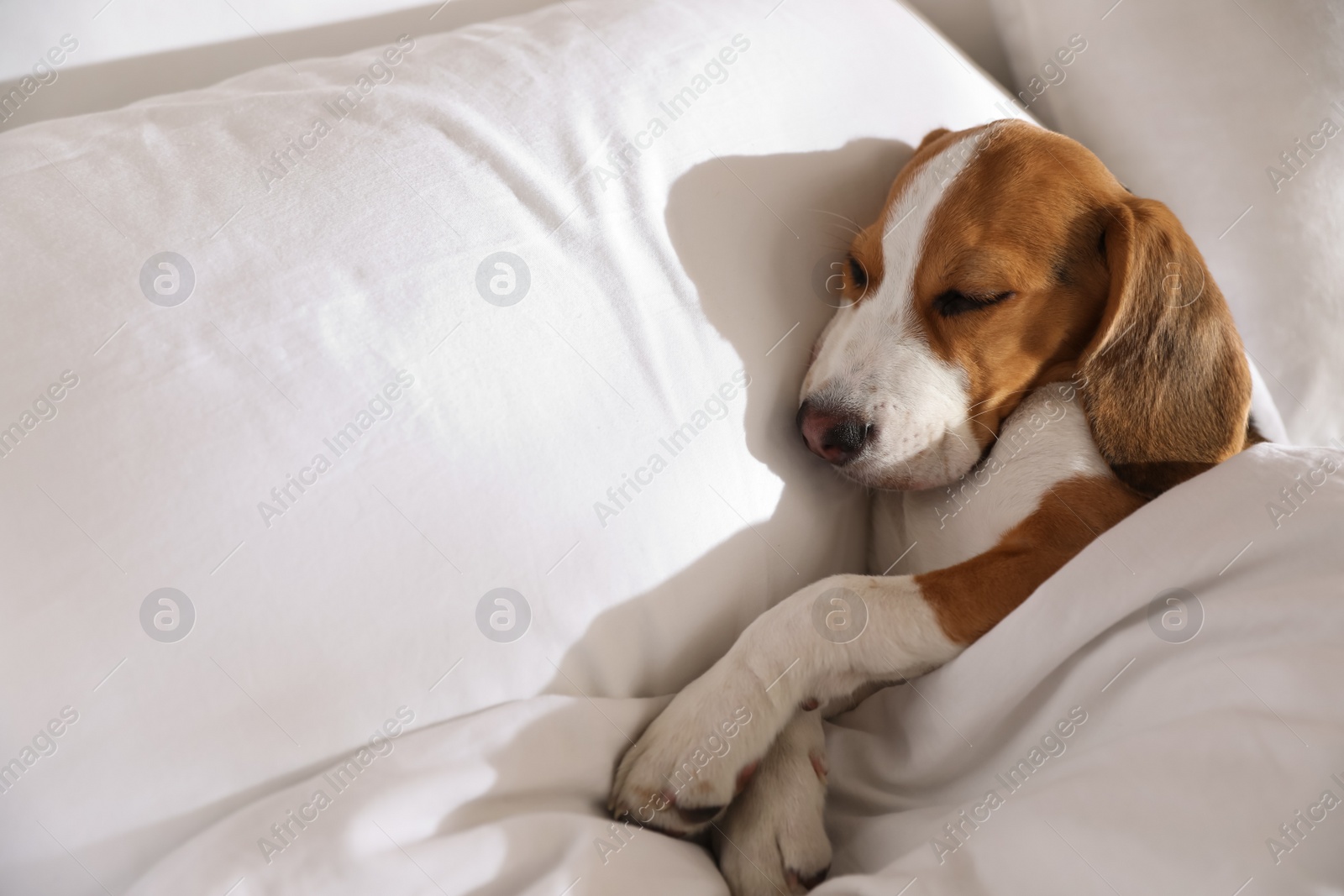 Photo of Cute Beagle puppy sleeping in bed. Adorable pet