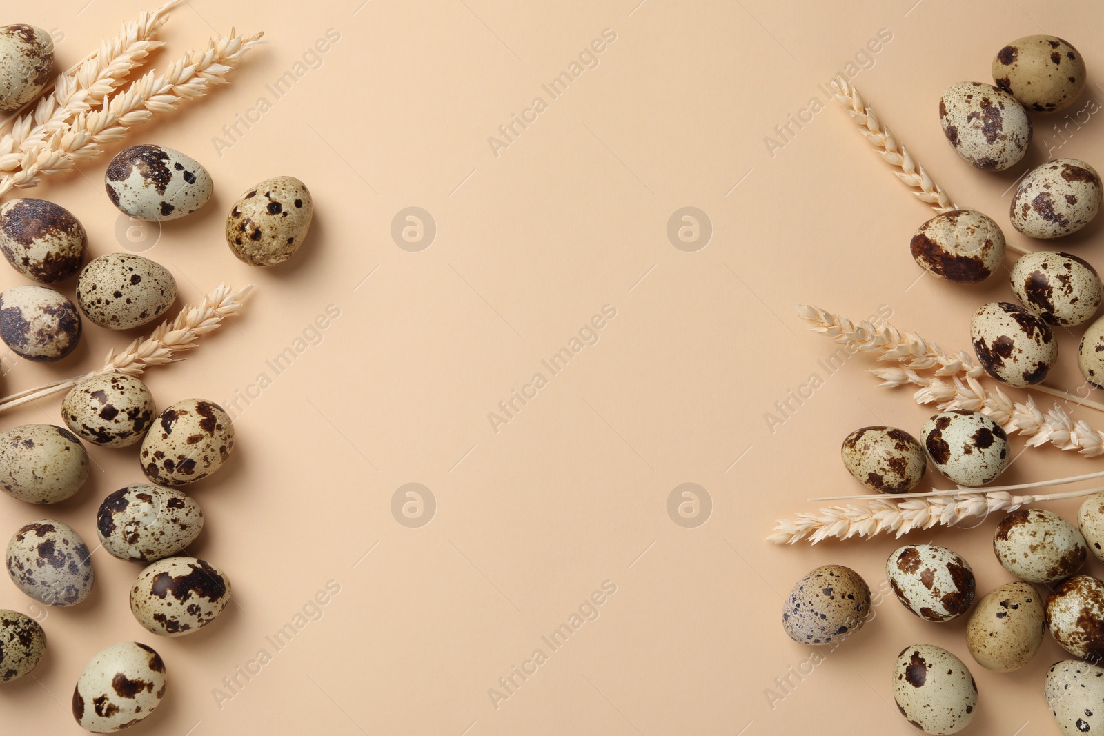 Photo of Many speckled quail eggs and decorative ears of wheat on beige background, flat lay. Space for text