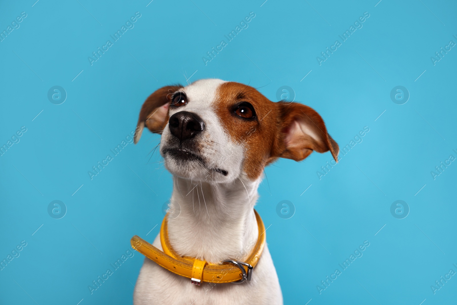 Photo of Adorable Jack Russell terrier with collar on light blue background