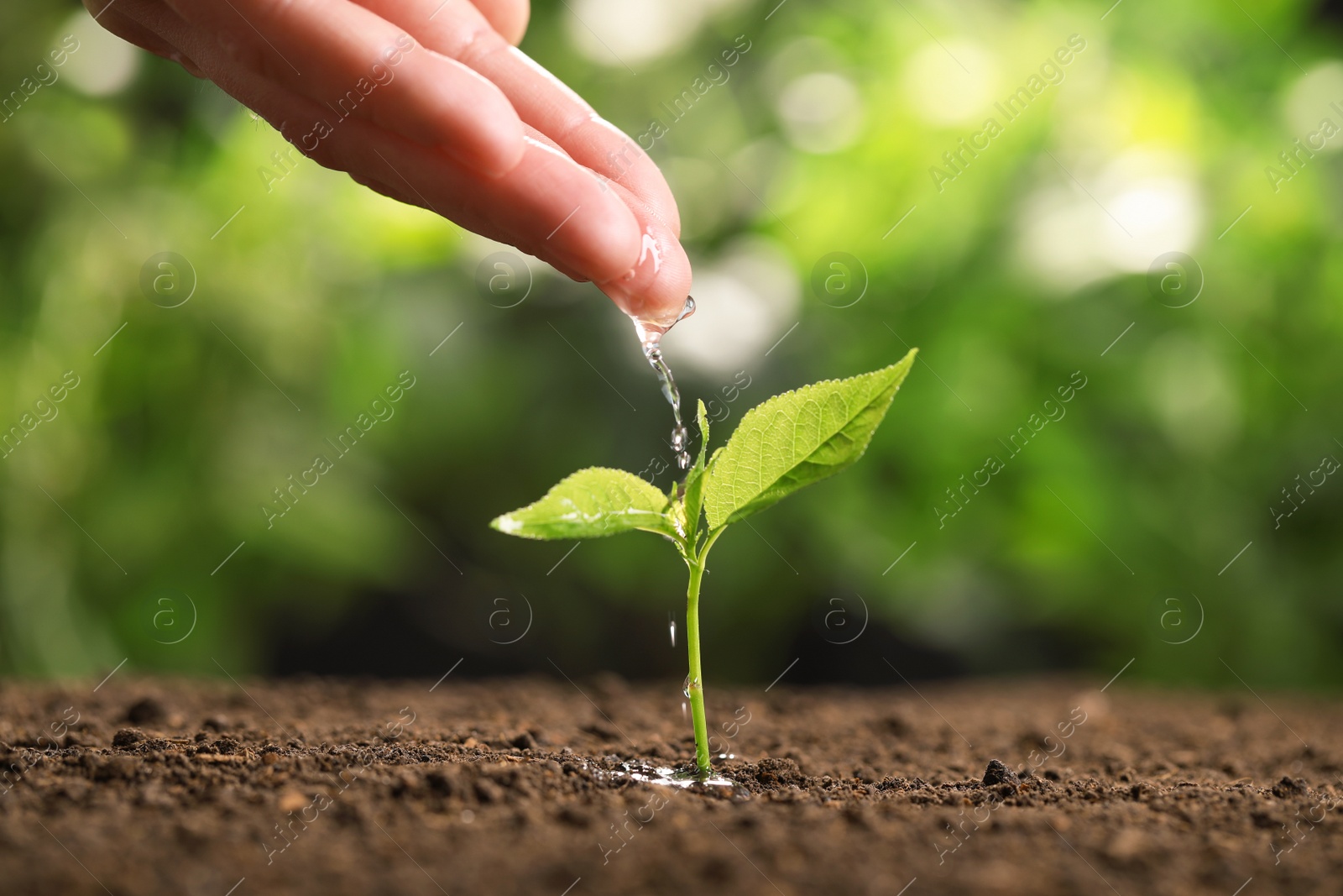 Photo of Woman pouring water on young seedling in soil against blurred background, closeup