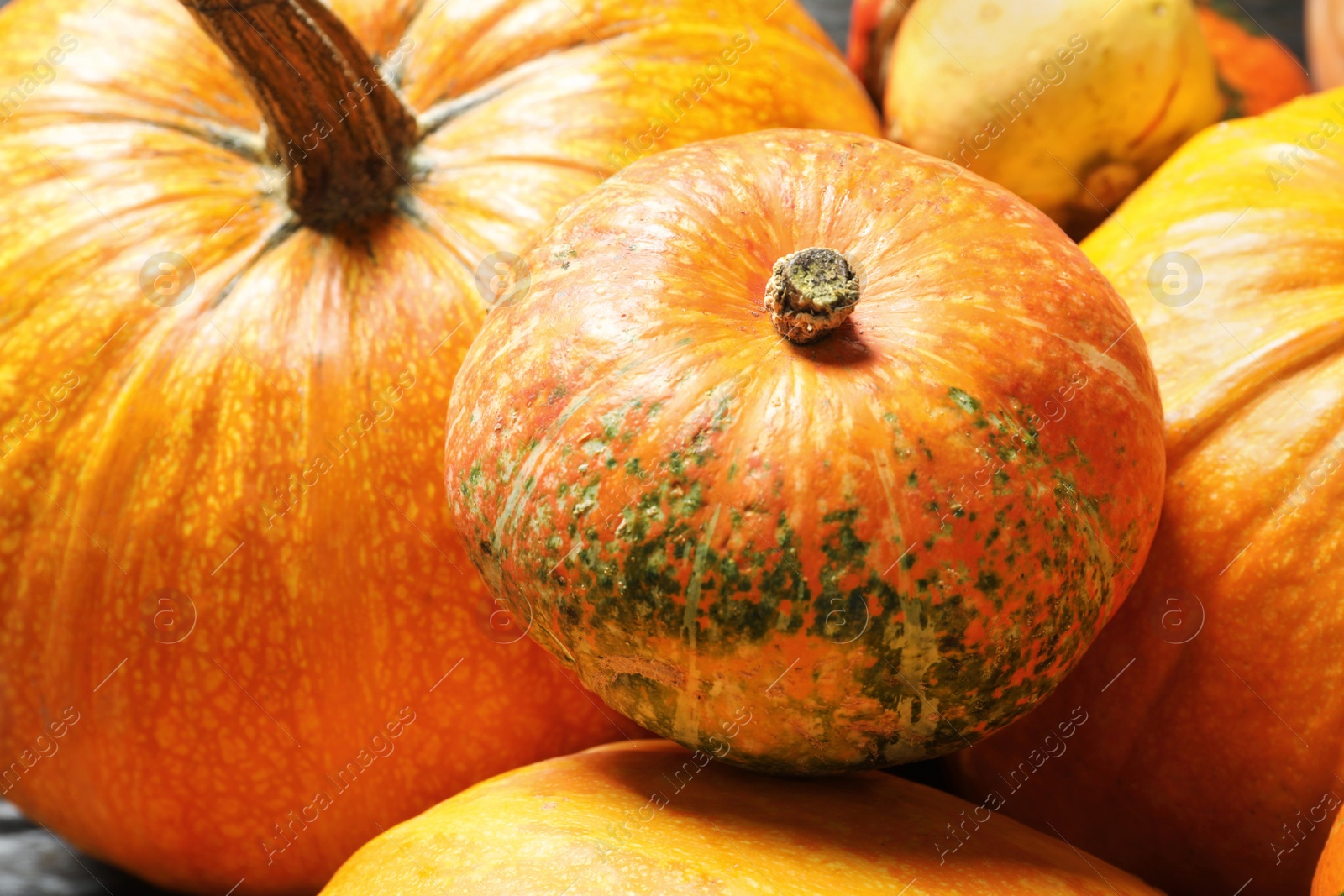 Photo of Different pumpkins as background, closeup. Autumn holidays