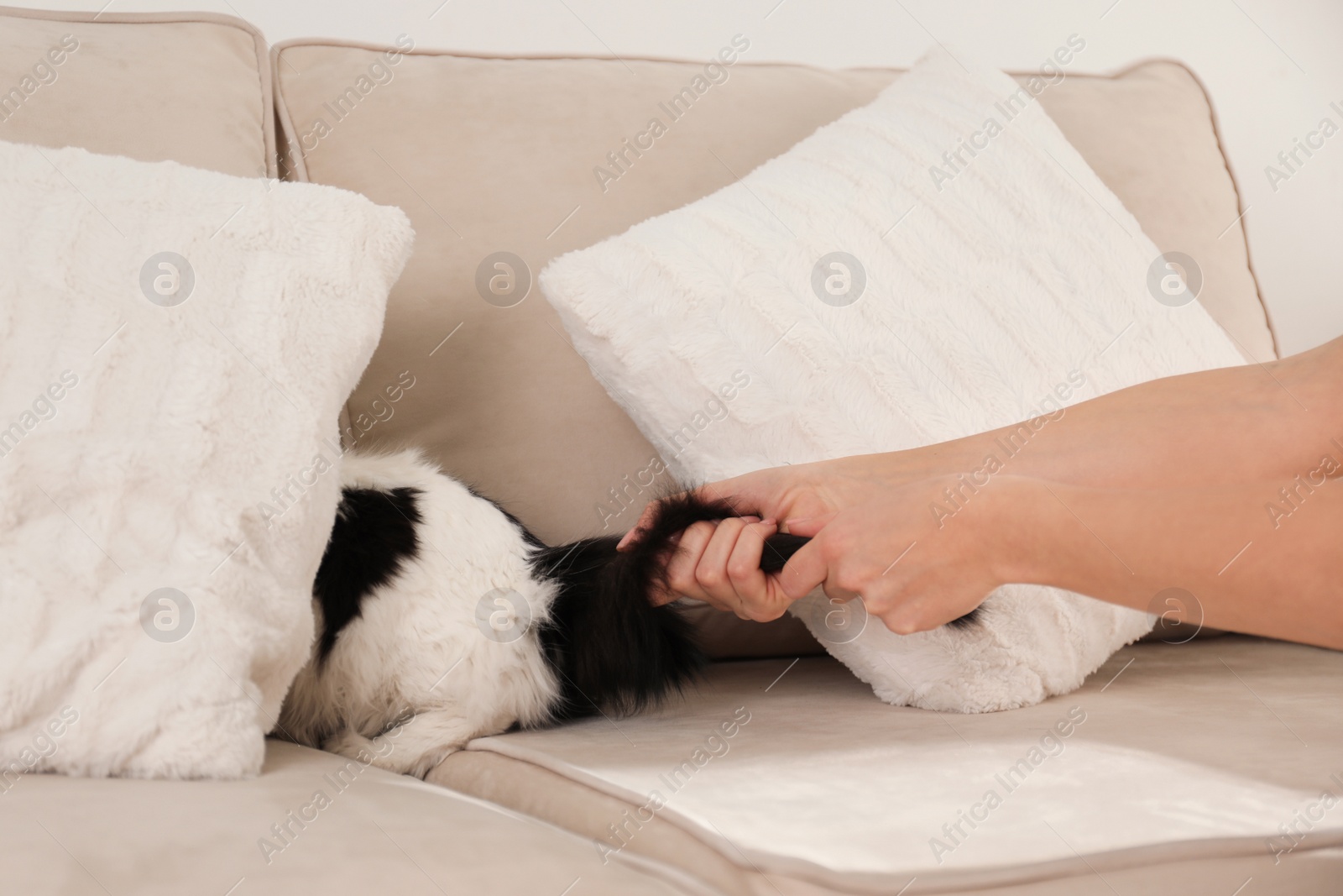 Photo of Woman beating cat at home, closeup of hands. Domestic violence against pets