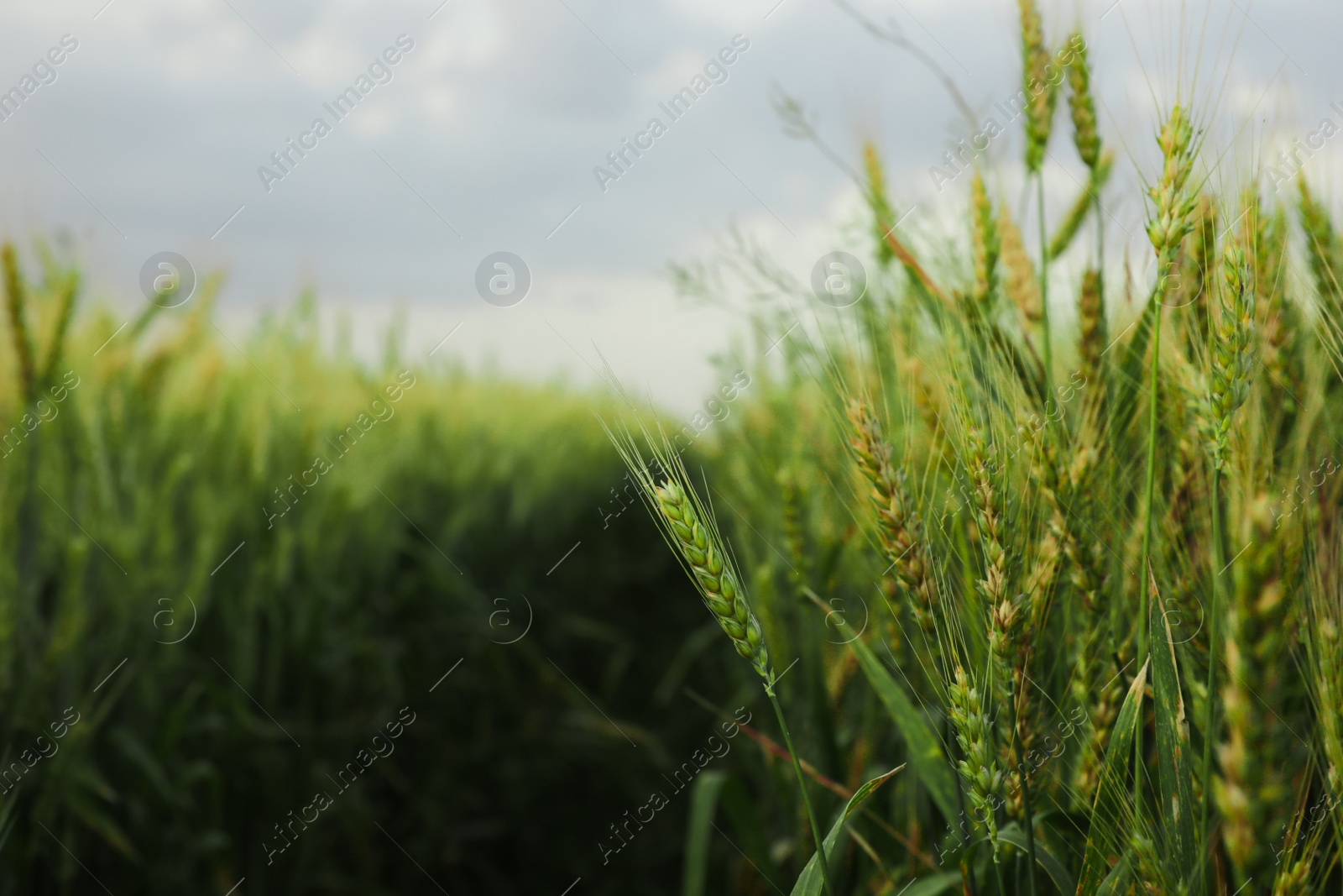 Photo of Beautiful wheat growing in field, closeup. Space for text