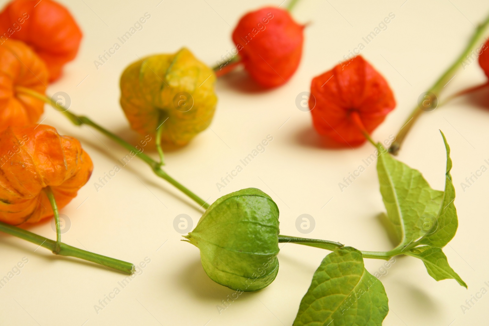 Photo of Physalis branches with colorful sepals on beige background, closeup