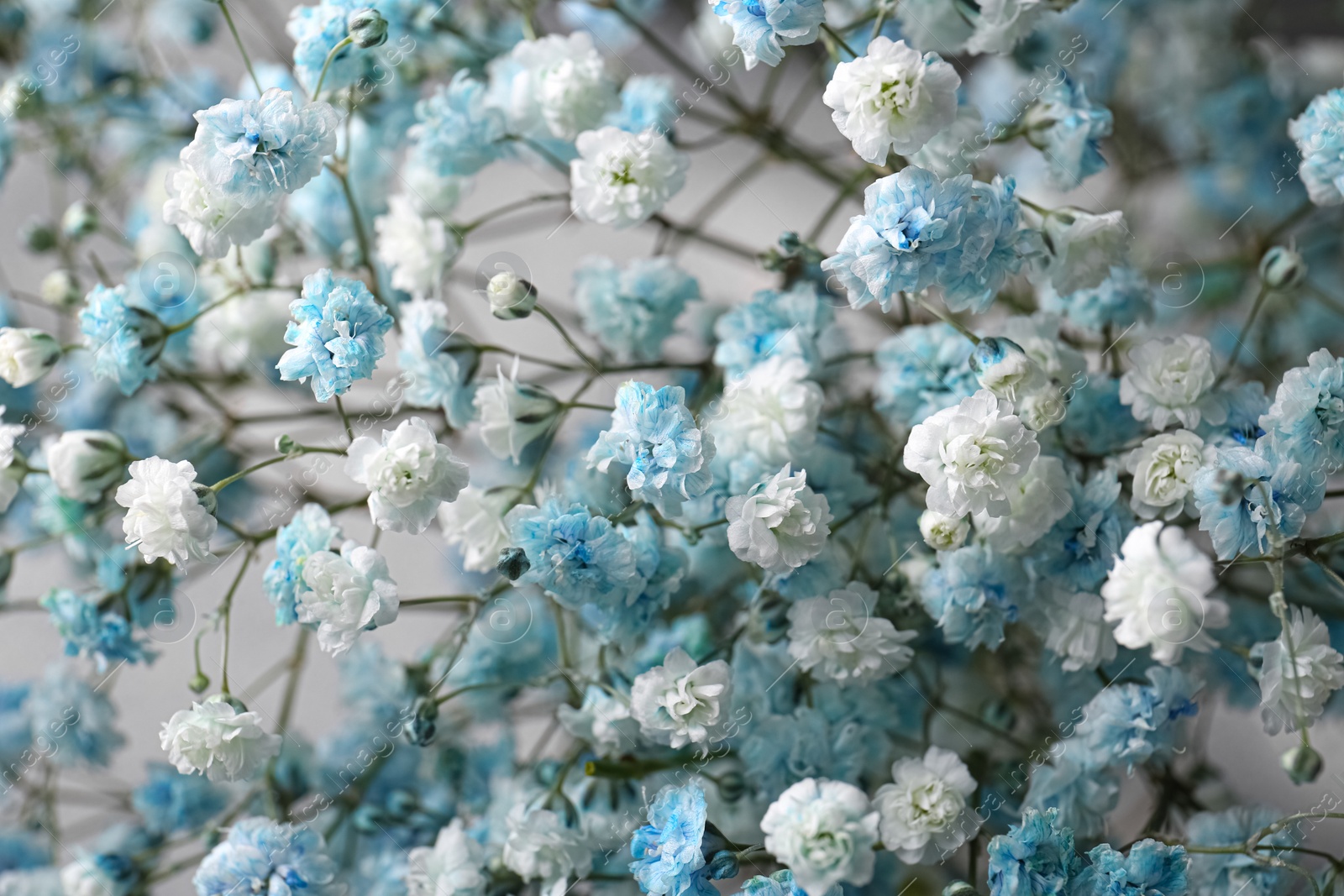 Photo of Beautiful dyed gypsophila flowers on light grey background, closeup