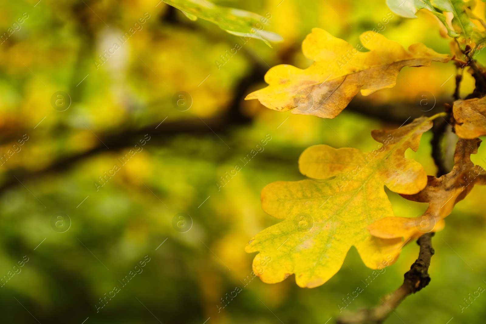 Photo of Closeup view of branch with leaves on autumn day