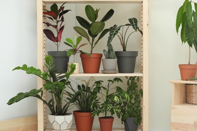 Photo of Different home plants on shelves near light wall