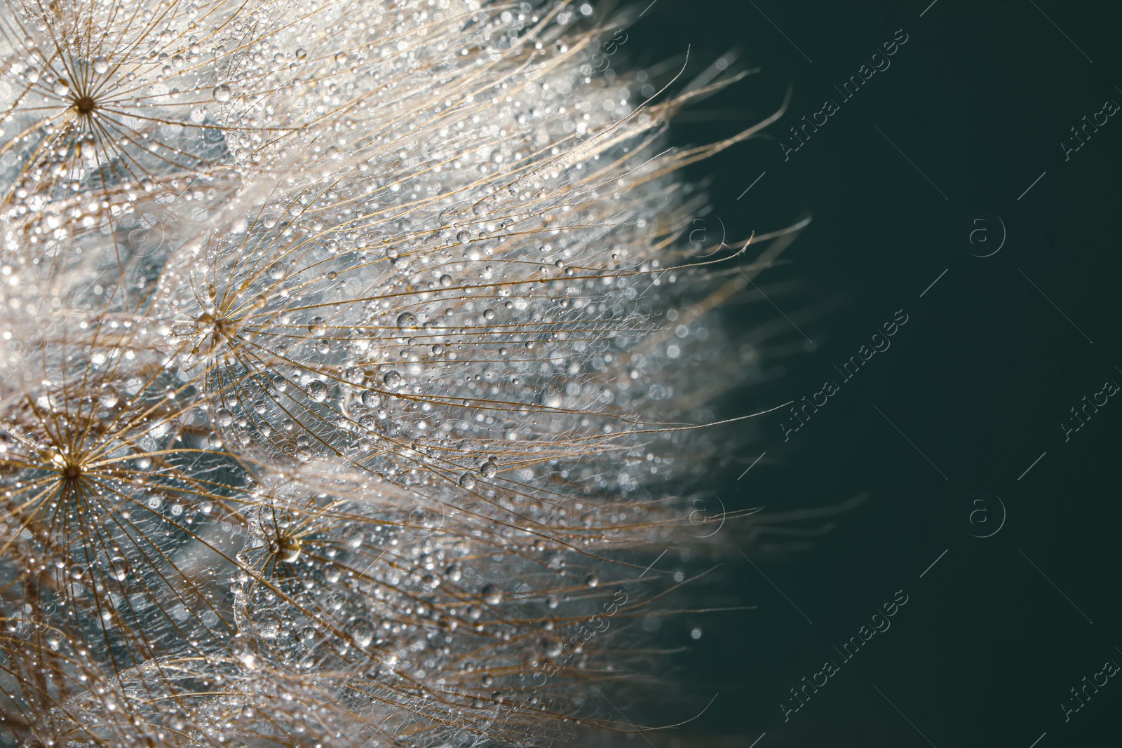 Photo of Beautiful fluffy dandelion flower with water drops on green background, closeup. Space for text