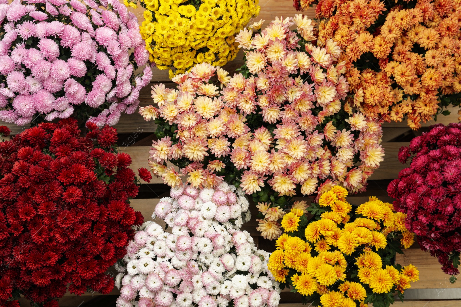 Photo of Beautiful different color Chrysanthemum flowers on wooden pallet, top view