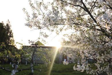 Photo of Picturesque view of garden with blooming trees outdoors