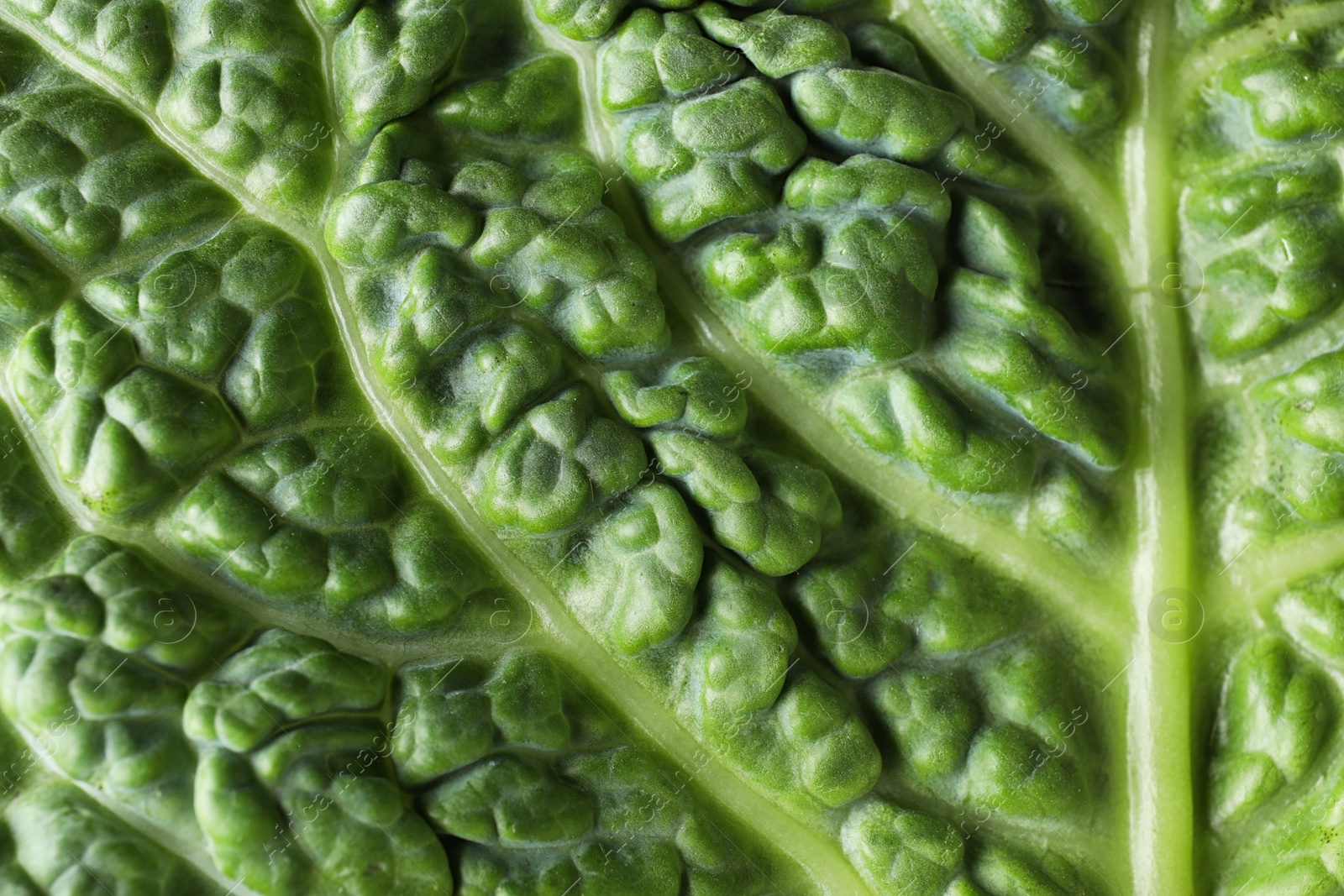 Photo of Green leaf of fresh savoy cabbage as background, closeup