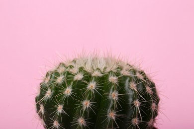 Beautiful green cactus on pink background, closeup. Tropical plant