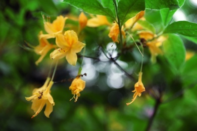 Beautiful tiny tropical flowers in botanical garden, closeup