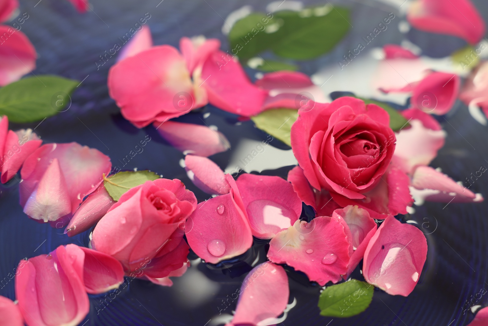 Photo of Pink roses and petals in water, closeup