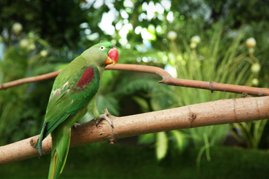 Beautiful Alexandrine Parakeet on tree branch outdoors