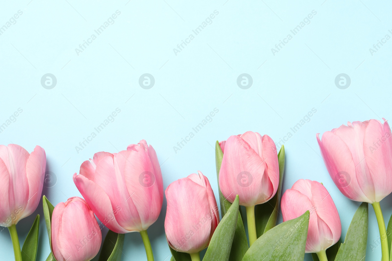 Photo of Happy Mother's Day. Beautiful pink tulips on light blue background, flat lay. Space for text