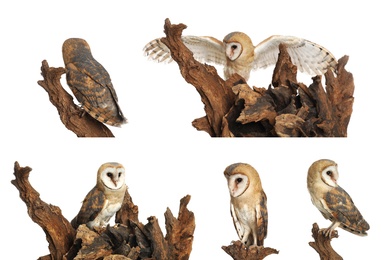 Image of Collage with photos of beautiful barn owl on white background