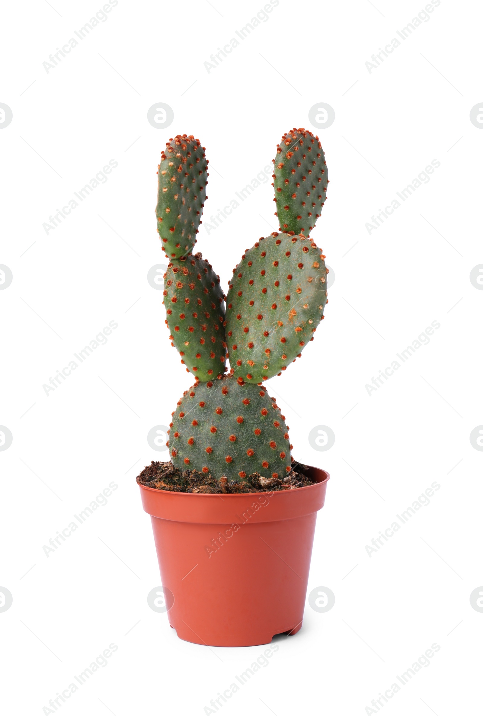 Photo of Beautiful green Opuntia cactus in pot isolated on white