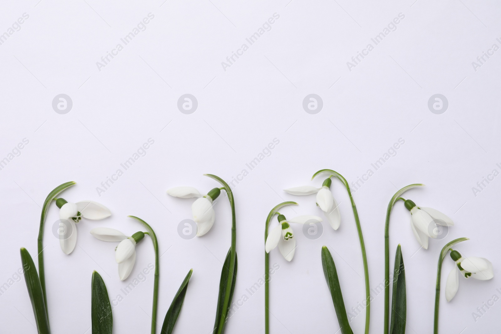 Photo of Beautiful snowdrops on white background, top view