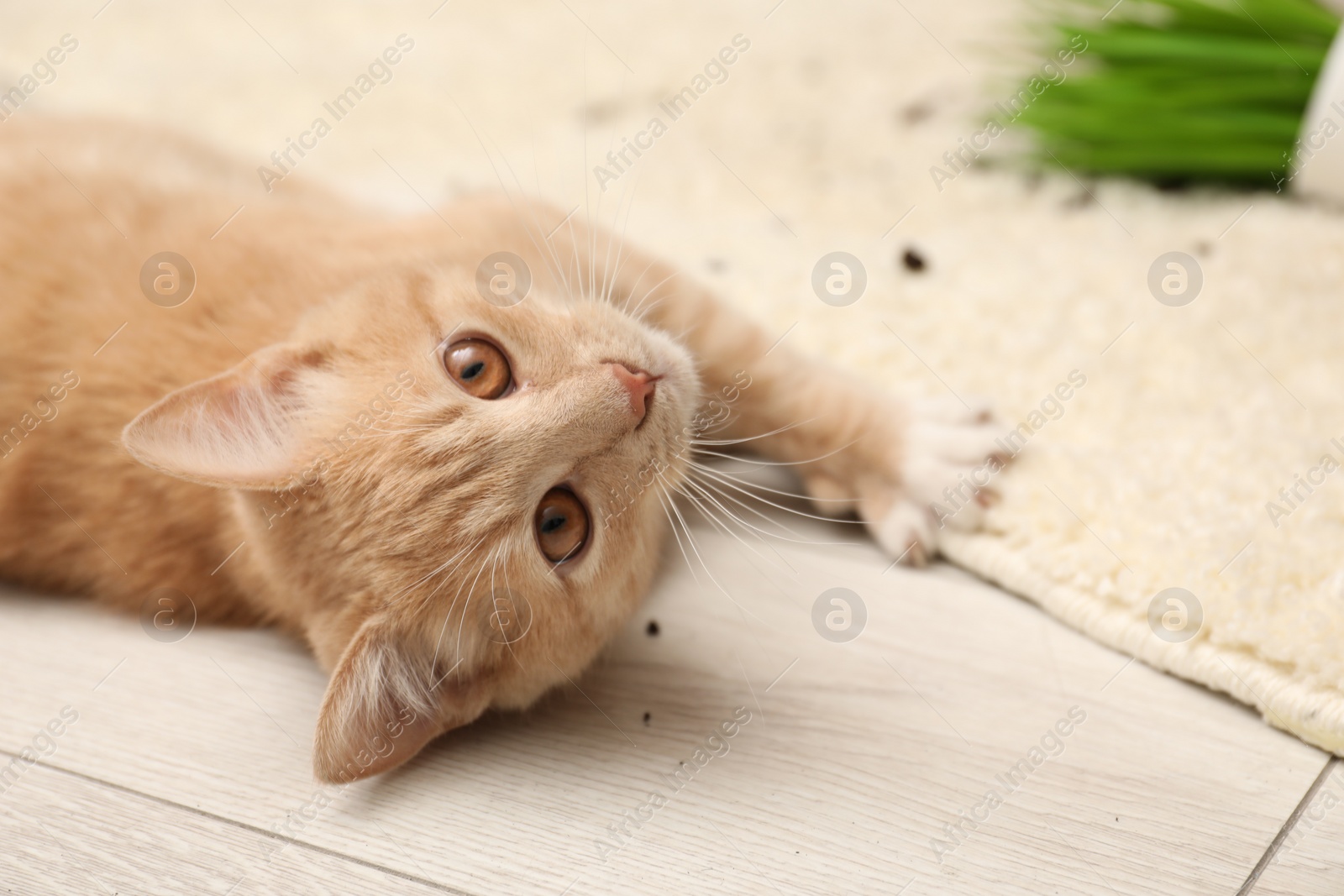 Photo of Cute ginger cat on floor at home, closeup