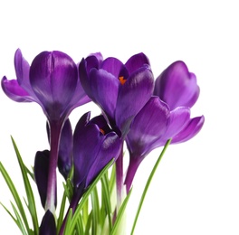 Photo of Beautiful spring crocus flowers on white background