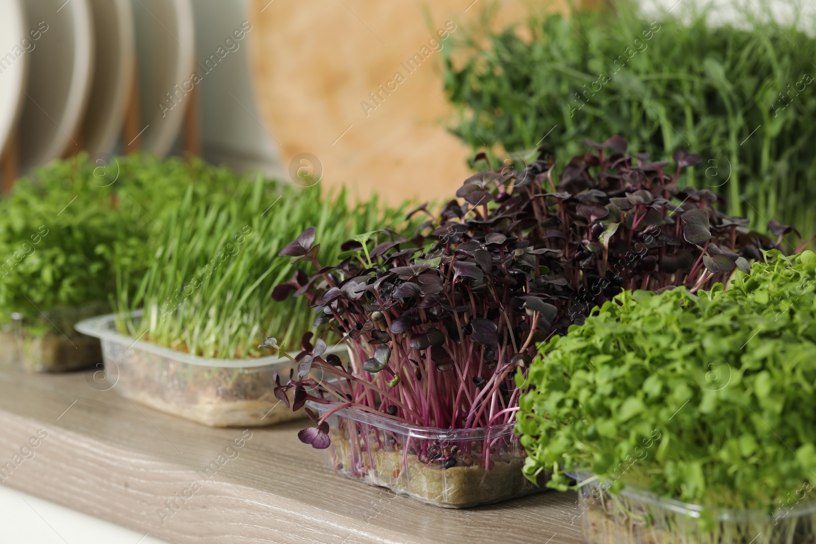 Photo of Different fresh microgreens in plastic containers on countertop in kitchen