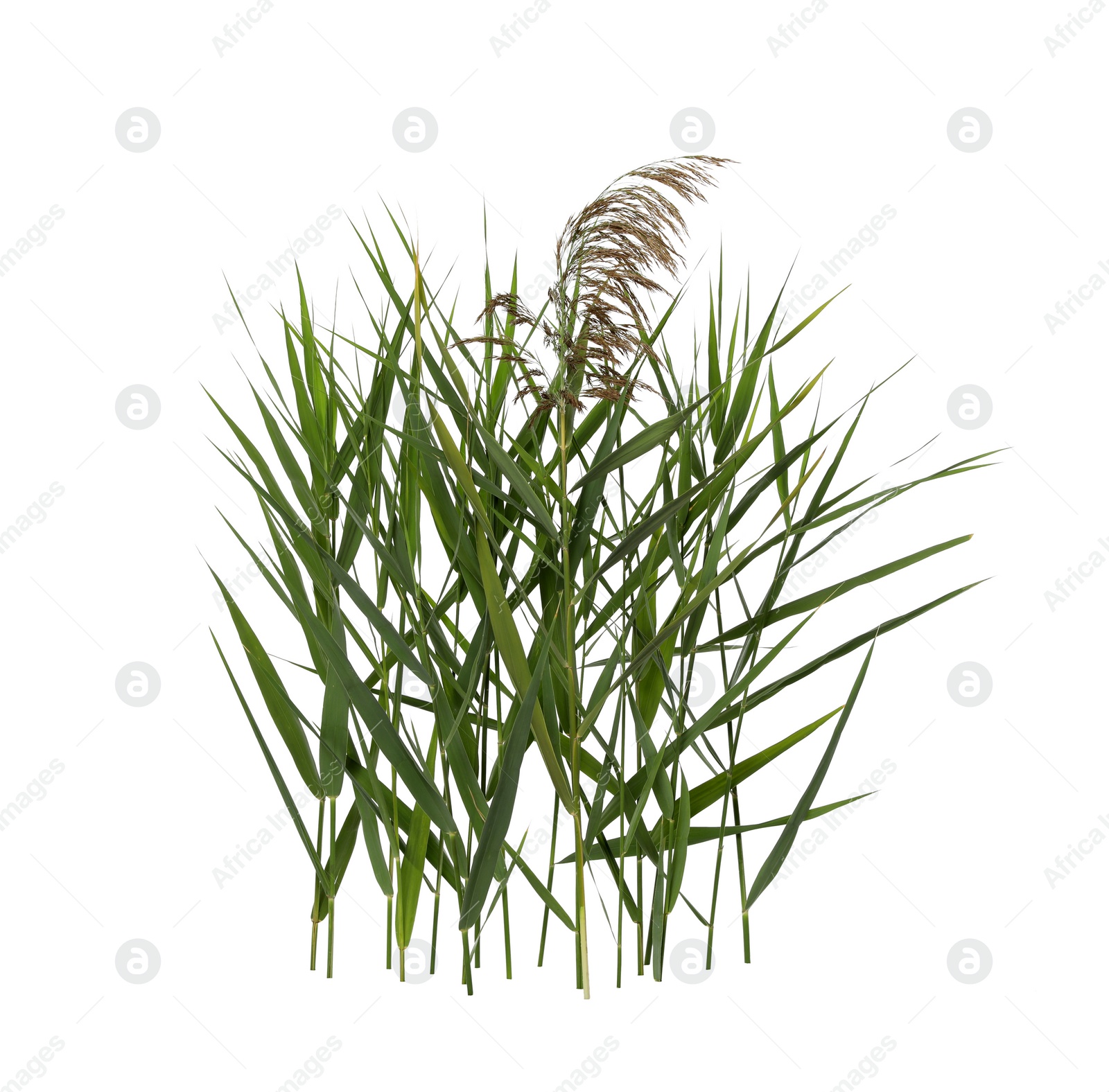 Photo of Beautiful reeds with lush green leaves and seed head on white background