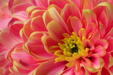 Photo of Beautiful blooming chrysanthemum flower as background, closeup