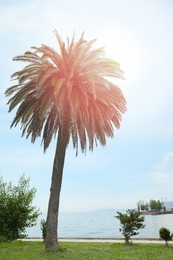 Image of Beautiful palm tree and green grass near sea at tropical resort on sunny day